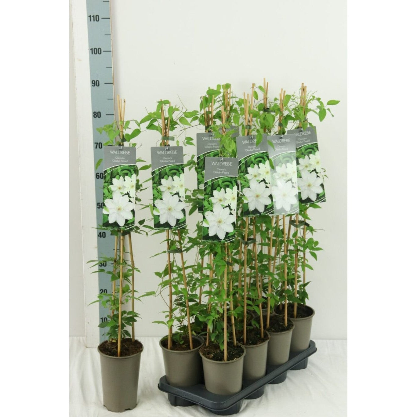 Klematis – Clematis 'Gladys Picard' - C2 60-80 CM Stick